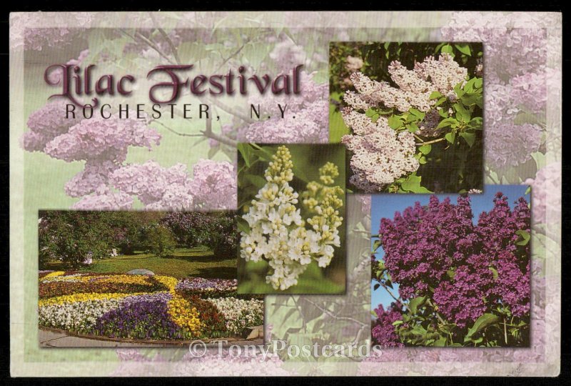 Lilac Festival