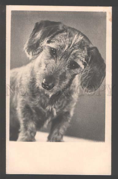 109432 DACHSHUND Charming Dog Vintage PHOTO PC