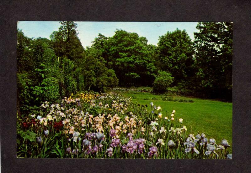 NJ Ringwood Manor Iris Garden State Park New Jersey Postcard Flowers