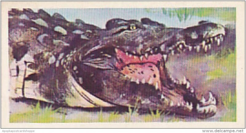 Brooke Bond Vintage Trade Card Wonders Of Wildlife 1976 No 30 Nile Crocodile ...