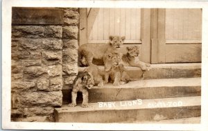 1910s Baby Lions Cincinnati Zoo Cincinnati OH Real Photo Postcard