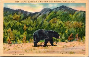 Postcard TN Great Smoky Mountain Natl Pk - Native Black Bear