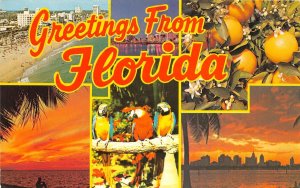 US1 USA greetings from Florida multi view 1977 parrot postcard