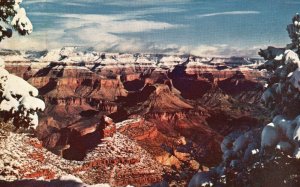 Vintage Postcard 1949 Snow-Covered Pines Rim Grand Canyon National Park Arizona