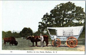 Buffalo's in the Park, Buffalo, New York Postcard