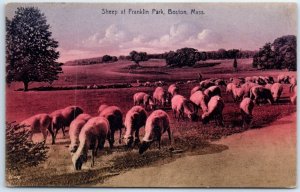 Postcard - Sheep at Franklin Park - Boston, Massachusetts