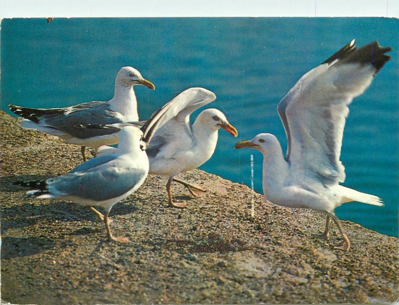 Postcard Animals bretagne goelands argentes herring gulls birds