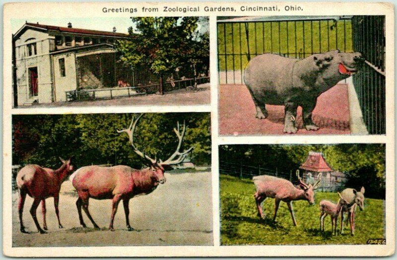 Cincinnati Zoo, Ohio Postcard "Greetings from ZOOLOGICAL GARDENS" Hippo