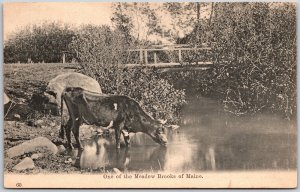 Maine ME, Meadow Brooks, Cow Drinking at Stream Wooden Bridge Pastoral, Postcard