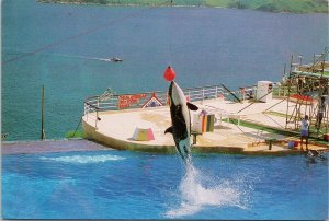 Hong Kong Ocean Theatre Ocean Park Orca Whale High Diving Eagles Postcard C10