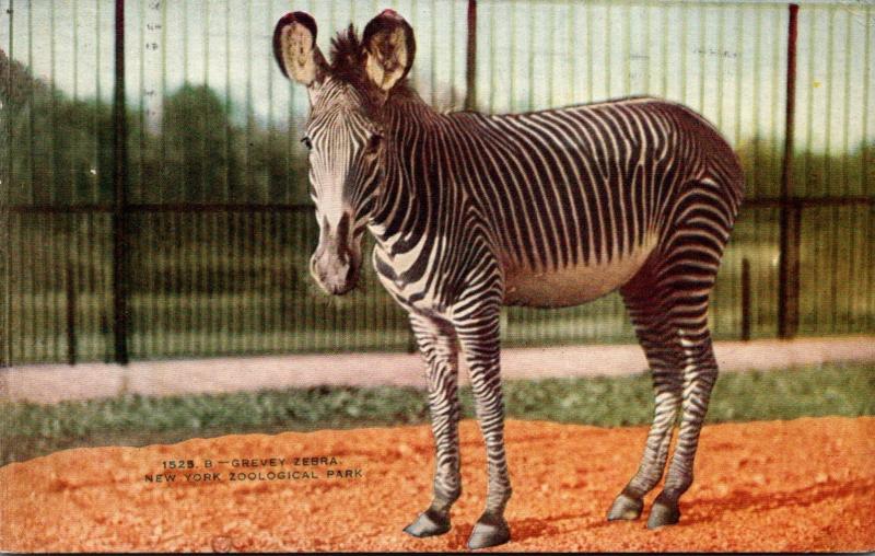 New York City Grevey Zebra New York Zoological Park 1940