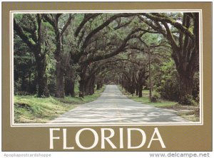 Florida Live Oak Trees Along Roadway