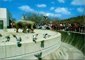 Postcard Japan Nagoya Higashiyama Zoo - elephants