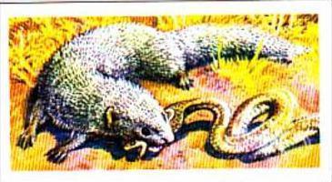 Brooke Bond Trade Card Asian Wildlife No 17 Indian Mongoose