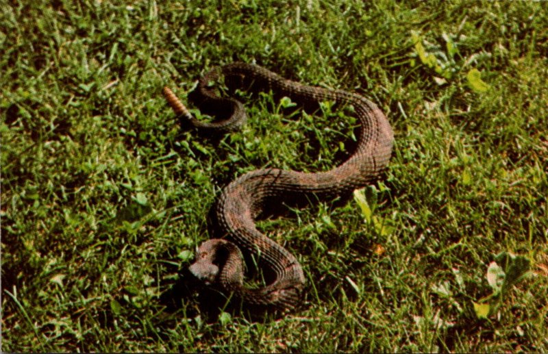 Snakes Tioga County Rattlesnake Hunt