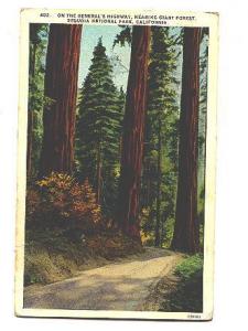 General's Highway, Giant Forest, Sequoia, National Park, California, Used 1930