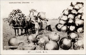 Terrace BC Harvesting Onions Exaggeration Huge Farmer Canadian RPPC Postcard G72