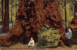 General Sherman Santa Cruz Big Tree Grove Santa Cruz CA