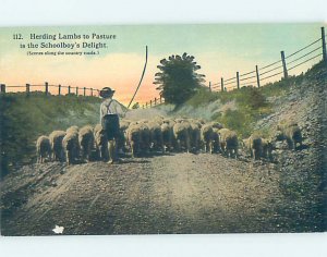 Divided-back BOY HERDING LAMBS DOWN THE ROAD Postmarked Springfield MA AD8143