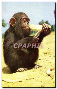 Postcard Modern Monkey Photo Atlas Photo National Committee De L & # 39Enfanc...