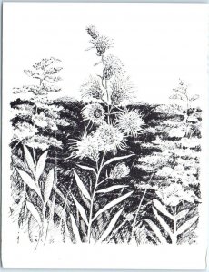 Postcard - Northern Blazing Star (Liatris Borealis)