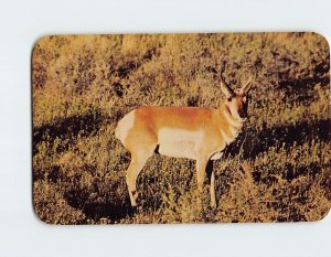 Postcard Pronghorn Buck Antelope on the Prairies of Wyoming USA