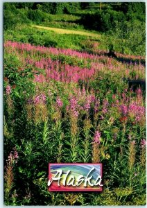 M-23368 Alaska has Fields and Fields of Fireweed