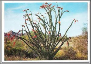 Arizona Ocotillo - [AZ-094X]