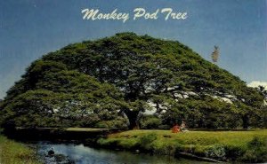 Monkey Pod Tree - Hawaii , Hawaii HI