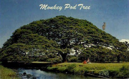 Monkey Pod Tree - Hawaii , Hawaii HI