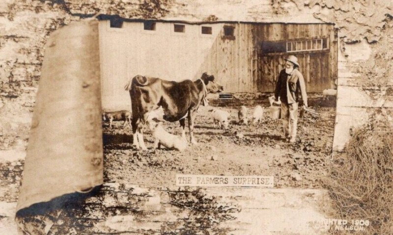RPPC Real Photo Postcard - Farmer's Surprise - Pig Milking a Cow - 1908
