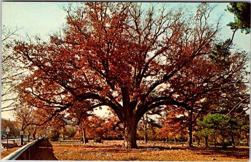 Postcard NATURE SCENE Salem New Hampshire NH AK1616