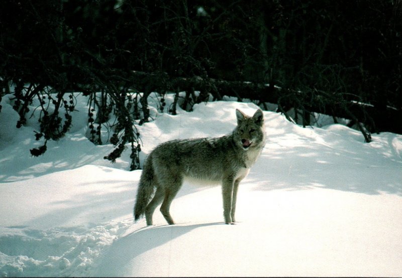 Yellowstone National Park Coyote In Winter