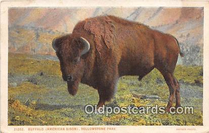 Yellowstone Park, USA Buffalo, American Bison Postcard Post Card Yellowstone ...