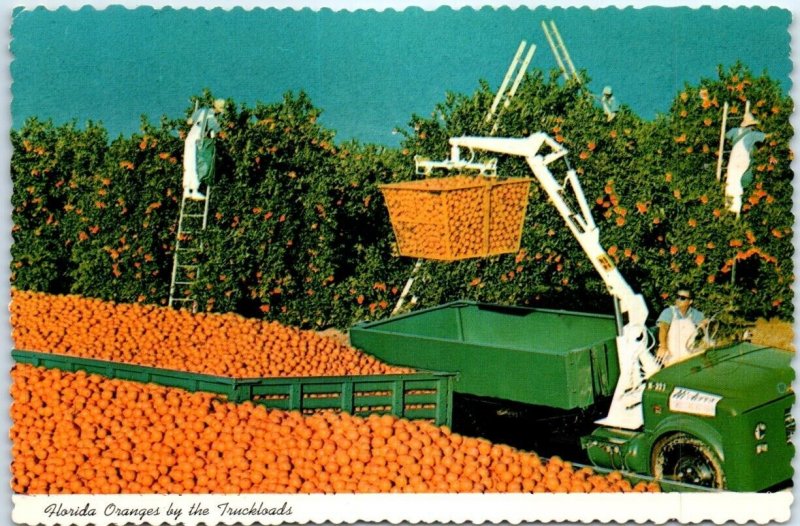 Postcard - Florida Oranges by the Truckloads, USA