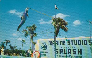 Jumping Porpoise Seaquarium Miami Florida 1963