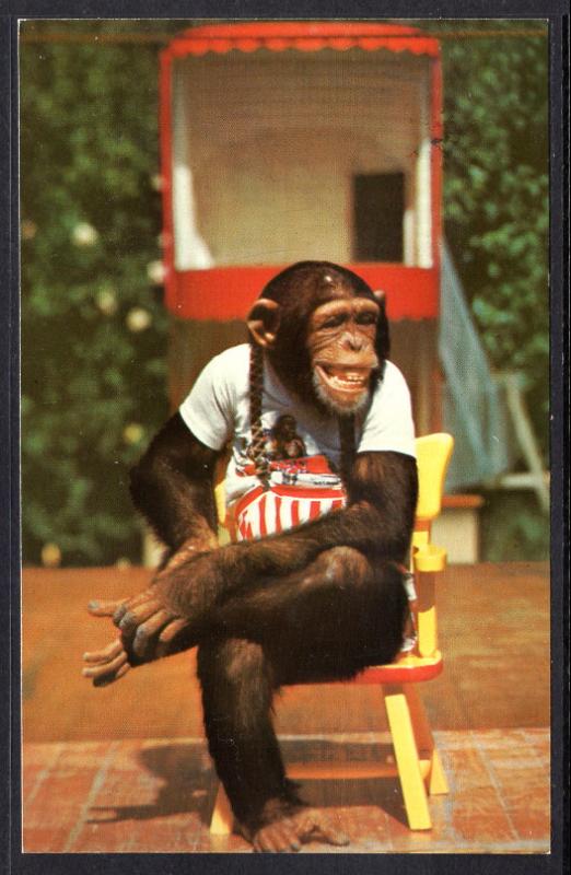Dressed Chimpanzees,Monkey Jungle,FL