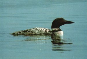 Vintage Postcard Common Loon Expert Fisher Animal State Bird of Minnesota