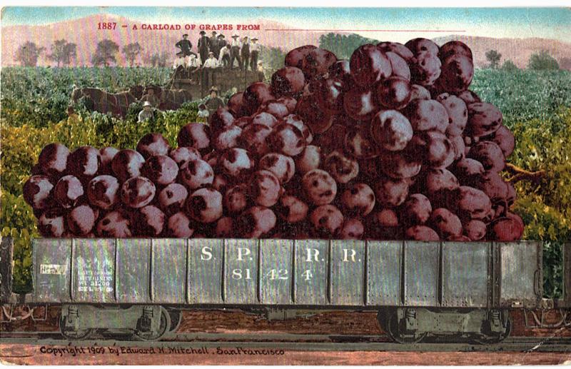 Postcard c1909 Exaggerated Purple Grapes On Rail Car Carload San Francisco