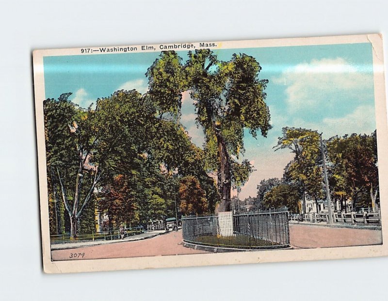Postcard Washington Elm Cambridge Massachusetts USA