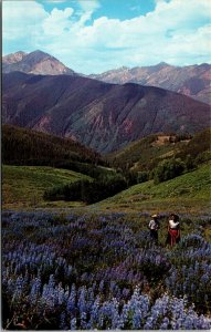 Vtg Lupine Blooming In The Hills of California CA Chrome Postcard