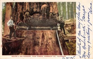 Felling Redwood Tree, Eureka, Humboldt Co., CA Logging 1905 Vintage Postcard 