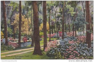 Flowers When It's Hydrangea Time In Oriental Gardens Jacksonville Florid...