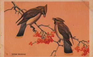 bird postcard: Cedar Waxwing (NWF)