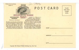 Birds - Rose-Breasted Grosbeak (Female & Male)