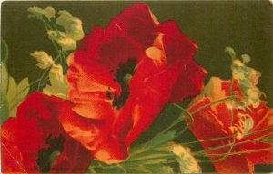 Poppy flowers vintage Belgium postcard A. Traldi