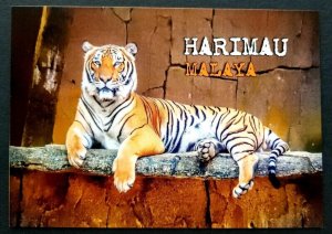 [AG] P956 Malaysia Malayan Tiger 2010 Wildlife Big Cat Fauna (postcard) *New