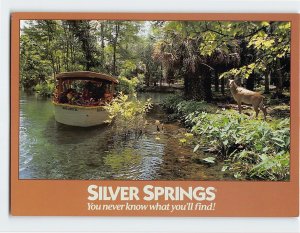 Postcard Jungle Cruise, Silver Springs, You never know what you'll find!, FL