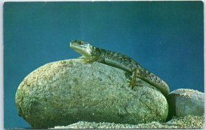 Postcard - Lizard