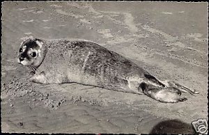 Sweet SEAL on the Beach (1950s) RPPC 